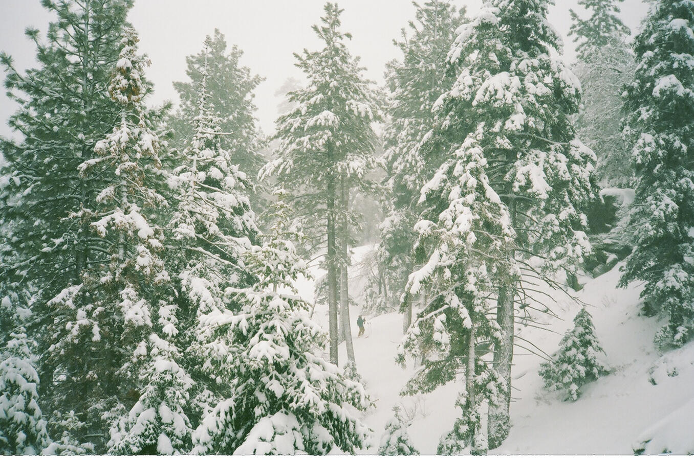 in the snow. in the snow.